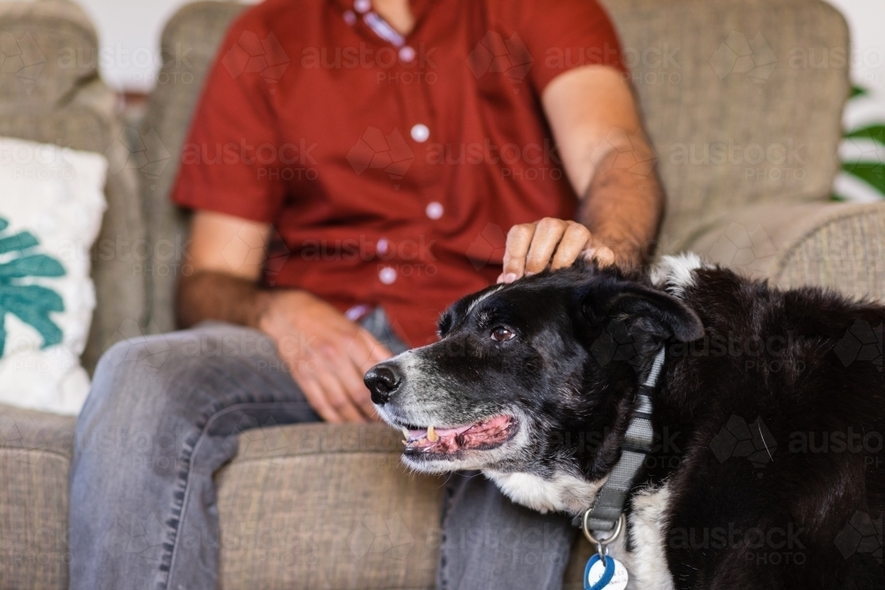 senior cattle dog - Australian Stock Image