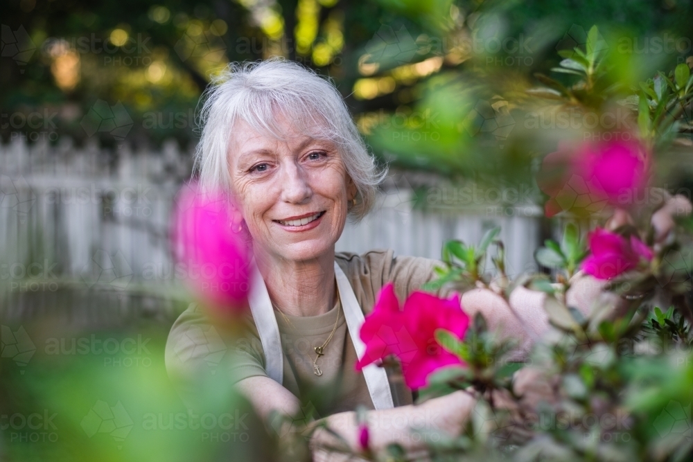 senior woman gardening - Australian Stock Image