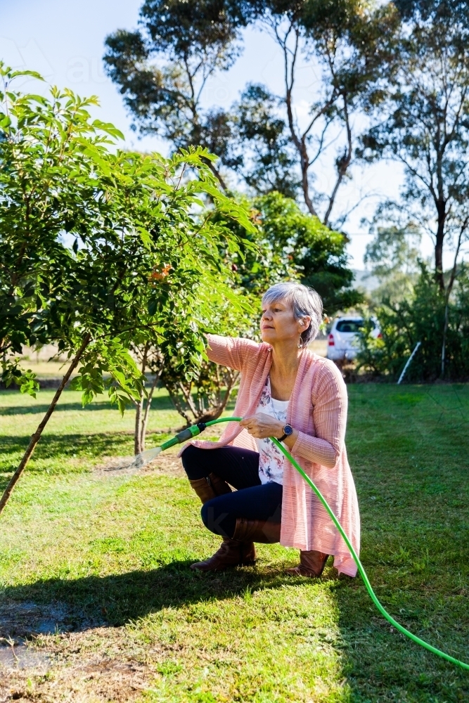 Senior woman watering plants in the garden with green hose - Australian Stock Image