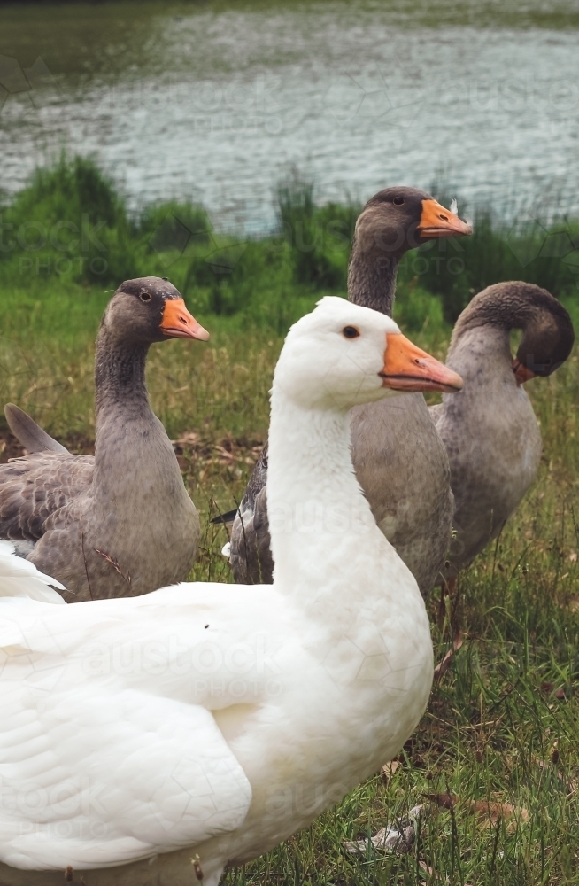 Several grey and white geese grooming themselves beside a dam - Australian Stock Image