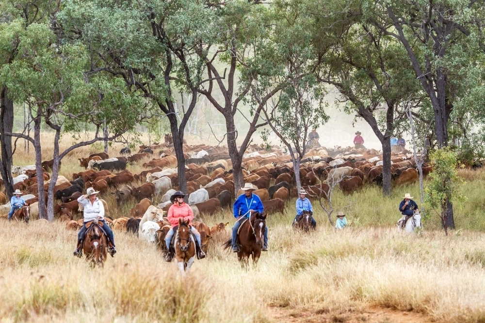 Several horse riders mustering a mob of cattle through light timber. - Australian Stock Image