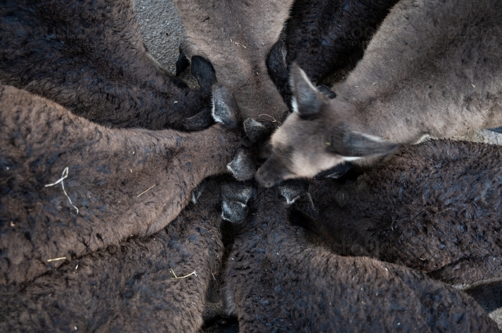 Several Kangaroos head joined together forming a circle while eating - Australian Stock Image