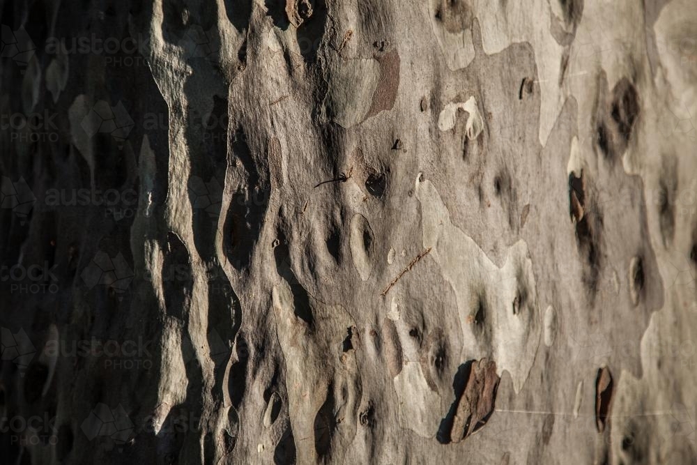 Shadows and light on the smooth texture of a gum tree trunk - Australian Stock Image