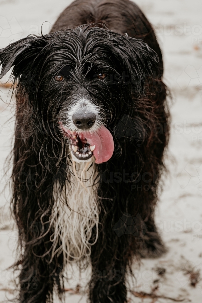 Shaggy black dog with tongue hanging out. - Australian Stock Image