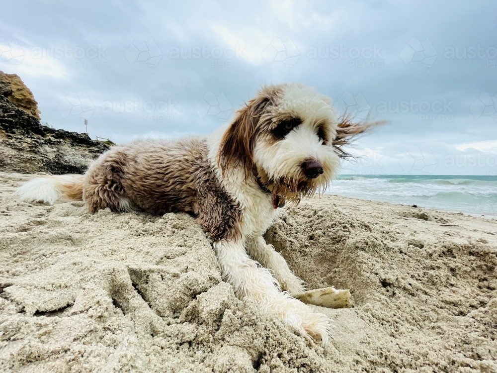 Shaggy brown and white dog digging a hole in sand on the beach - Australian Stock Image