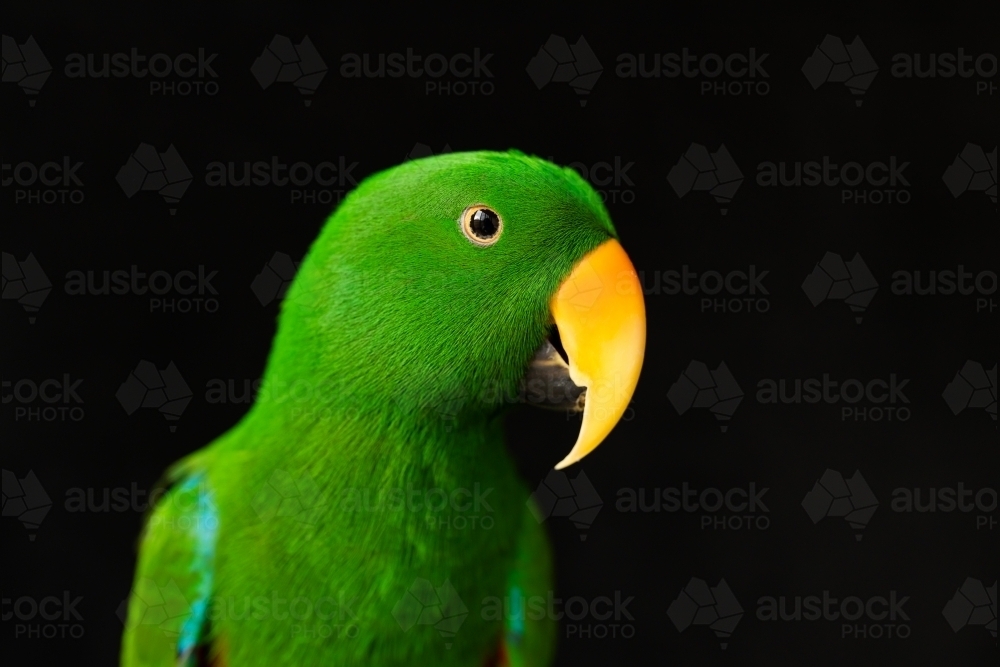 shallow depth of field photo of a male captive red and blue eclectus parrot (Eclectus roratus) - Australian Stock Image