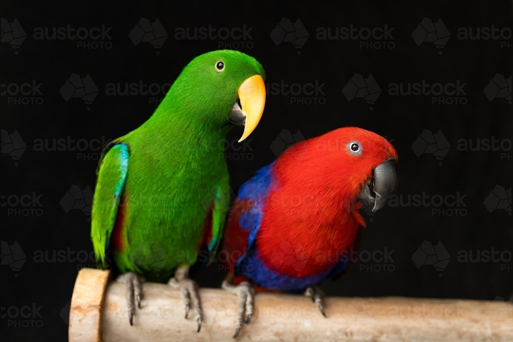 shallow depth of field photo of captive bred pet sexually dimorphic Eclectus roratus parrots sitting - Australian Stock Image