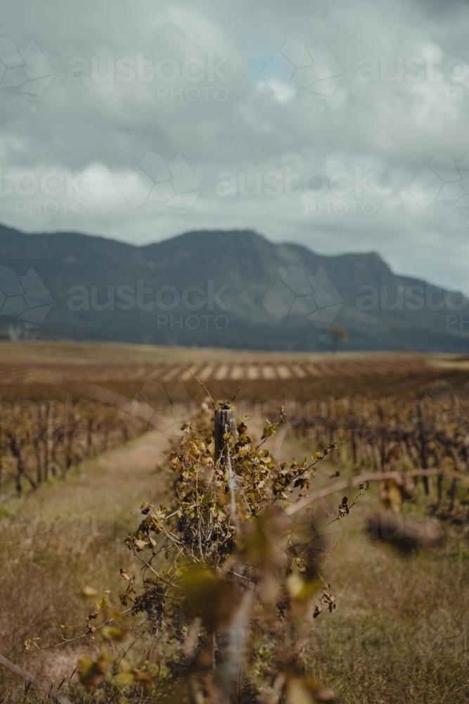 Shallow focus on a wine grapevine with a mountain in the background at the Hunter Valley Wine Region - Australian Stock Image