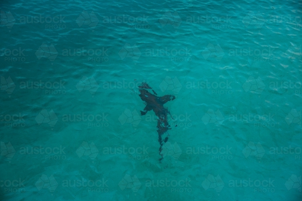 shark in the water off Heron Island - Australian Stock Image