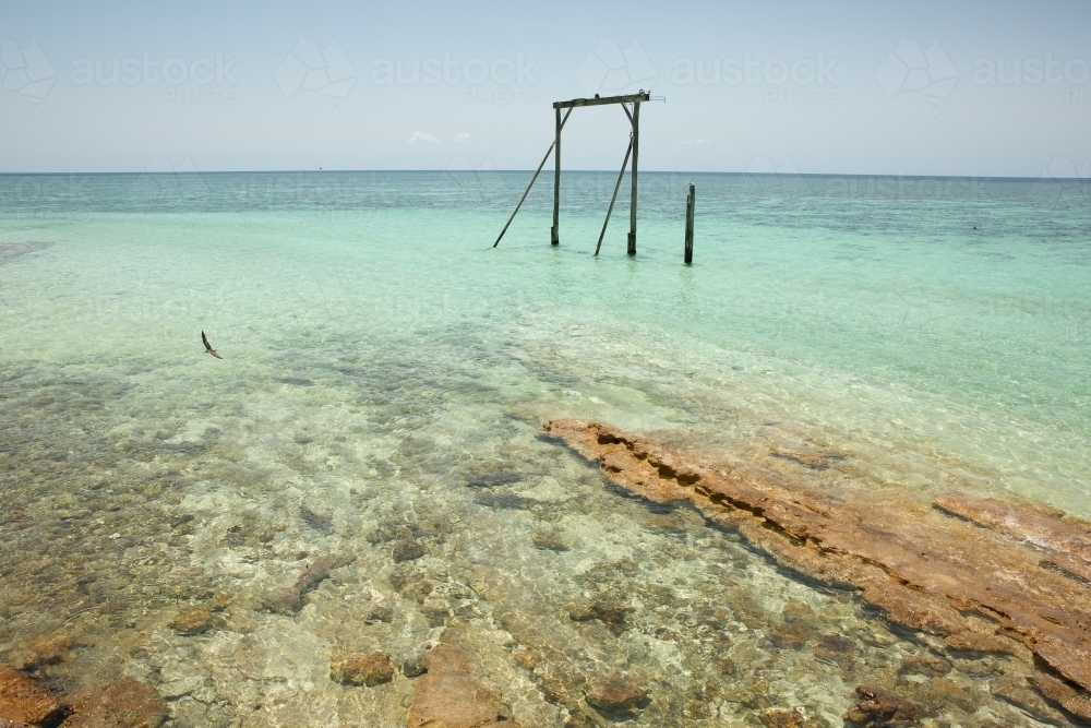 sharks in the water off Heron Island on the Great Barrier Reef - Australian Stock Image