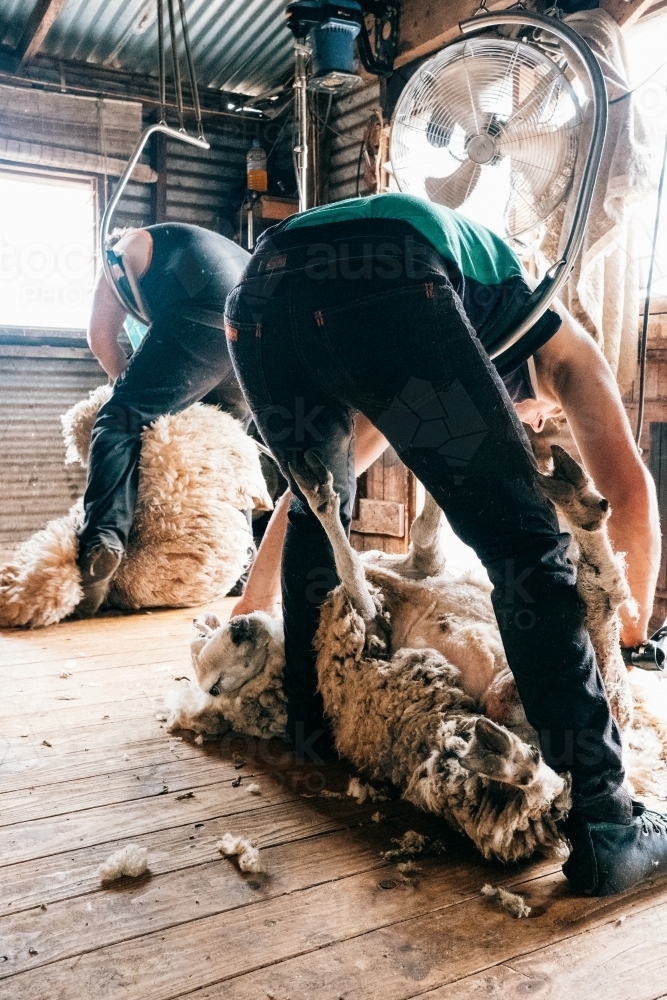 Shearing time up close. - Australian Stock Image