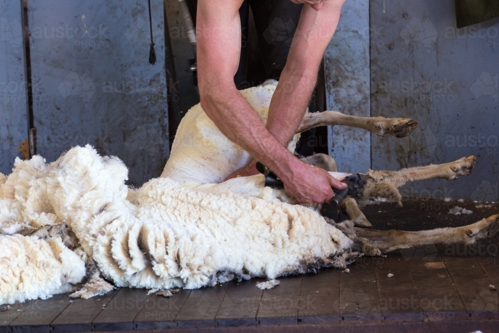 Shearing wool off a sheep - Australian Stock Image