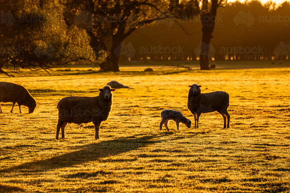 Sheep and lambs on pasture at sunrise - Australian Stock Image