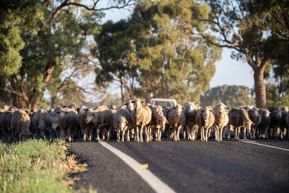 Sheep are moved along a country road - Australian Stock Image