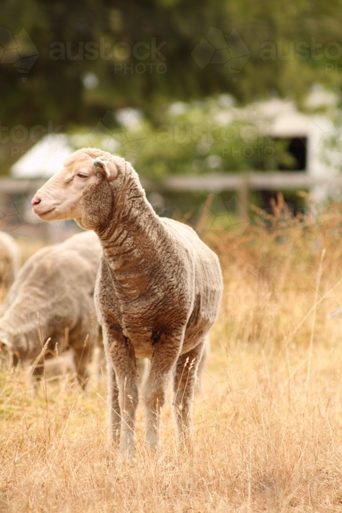 Sheep - Australian Stock Image