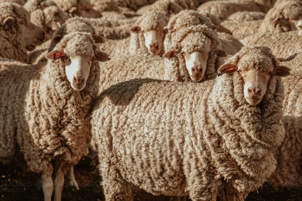 Sheep bunched up together ready for shearing - Australian Stock Image