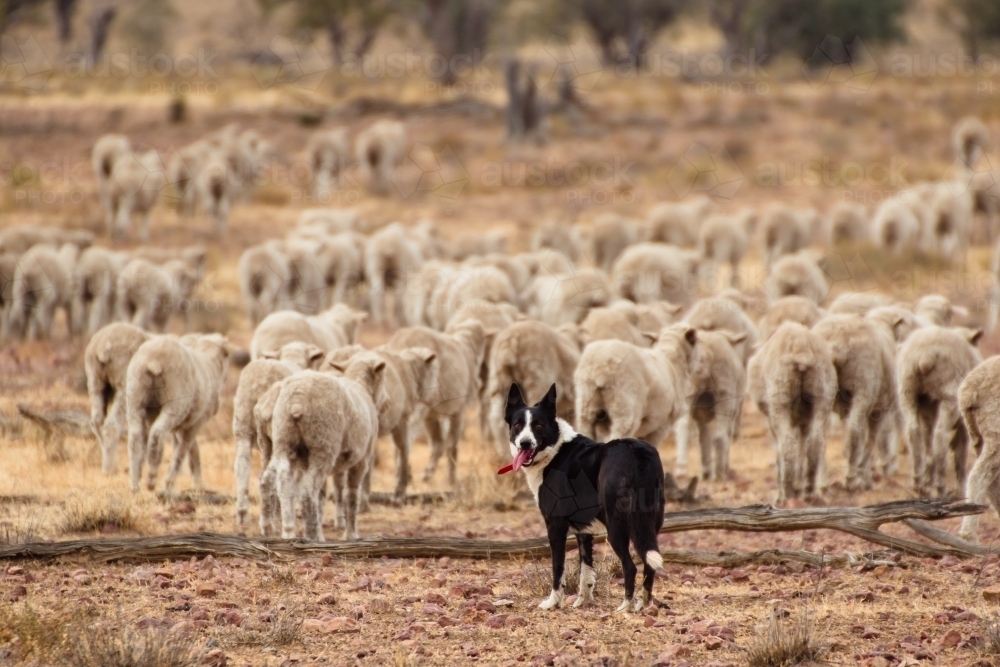 why do sheep follow dogs