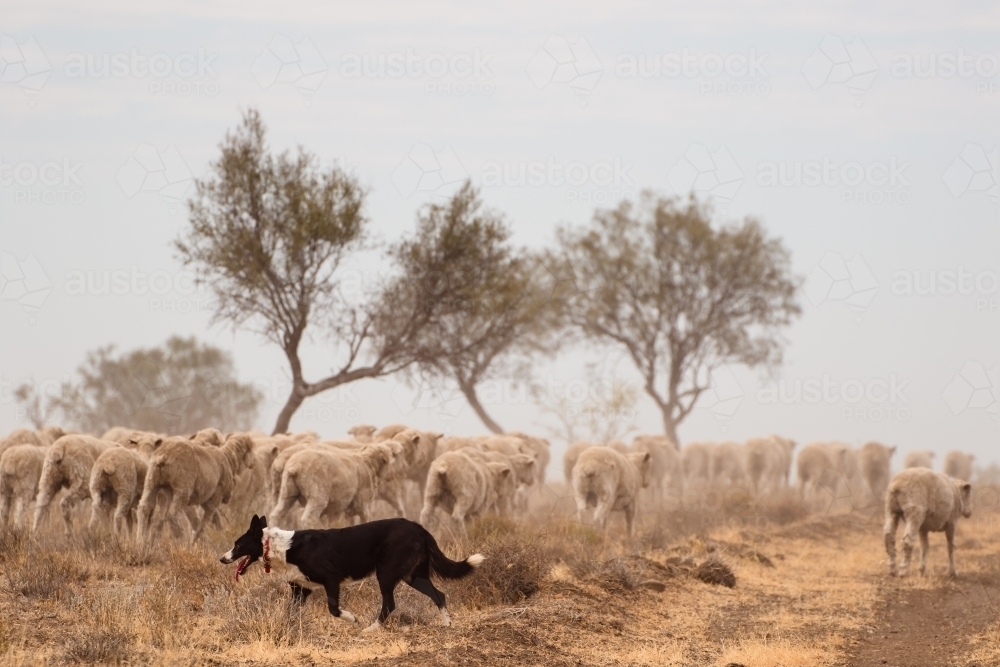 Sheep dog following behind merino sheep - Australian Stock Image