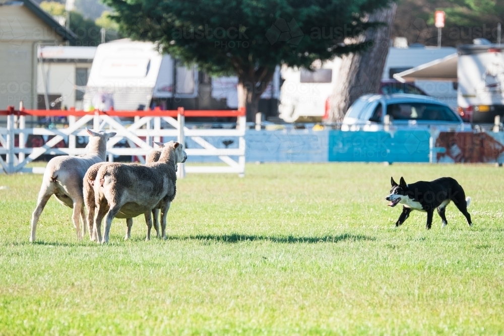 Sheep dog in action. - Australian Stock Image