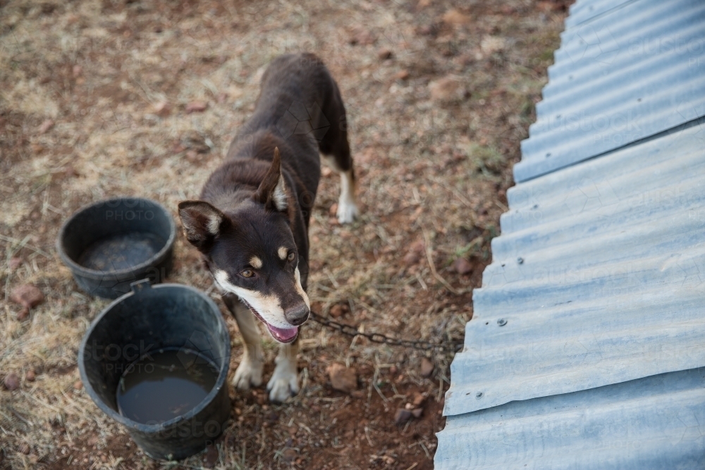 Sheep dog tethered to shed with water buckets - Australian Stock Image