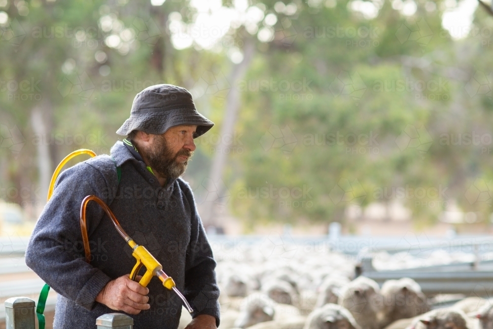 Sheep farmer with a drench applicator - Australian Stock Image