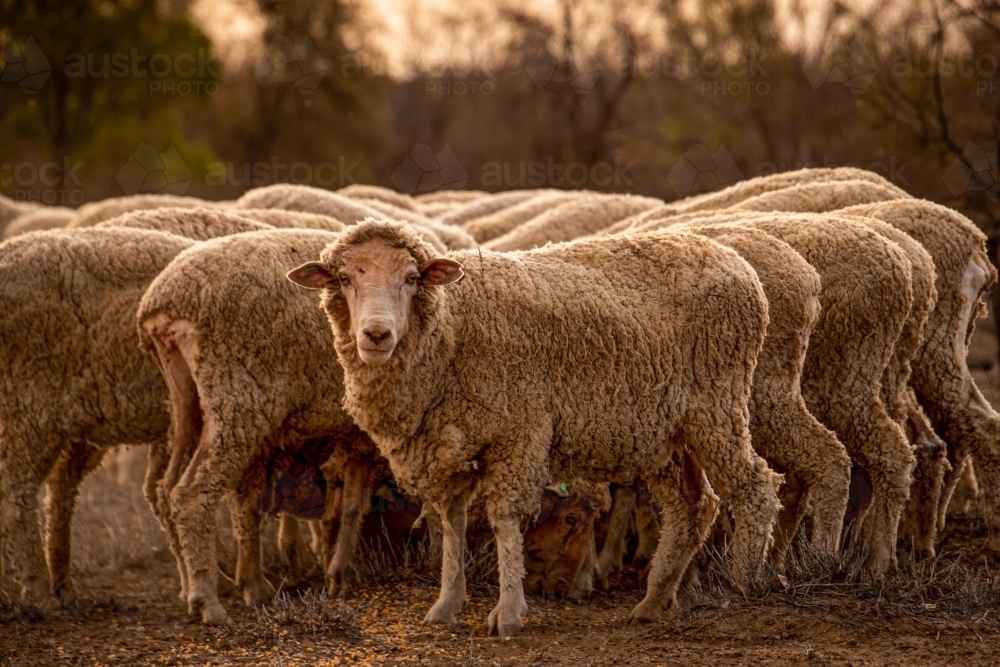 Sheep feeding in dry paddock one animal looking at camera - Australian Stock Image