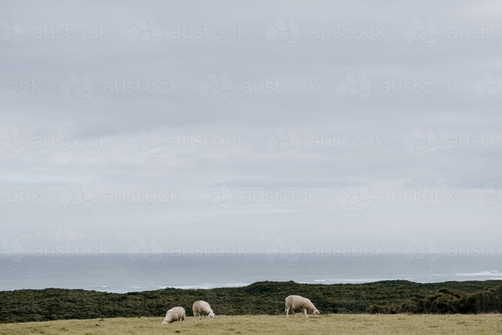 Sheep graze with a coastal backdrop. - Australian Stock Image