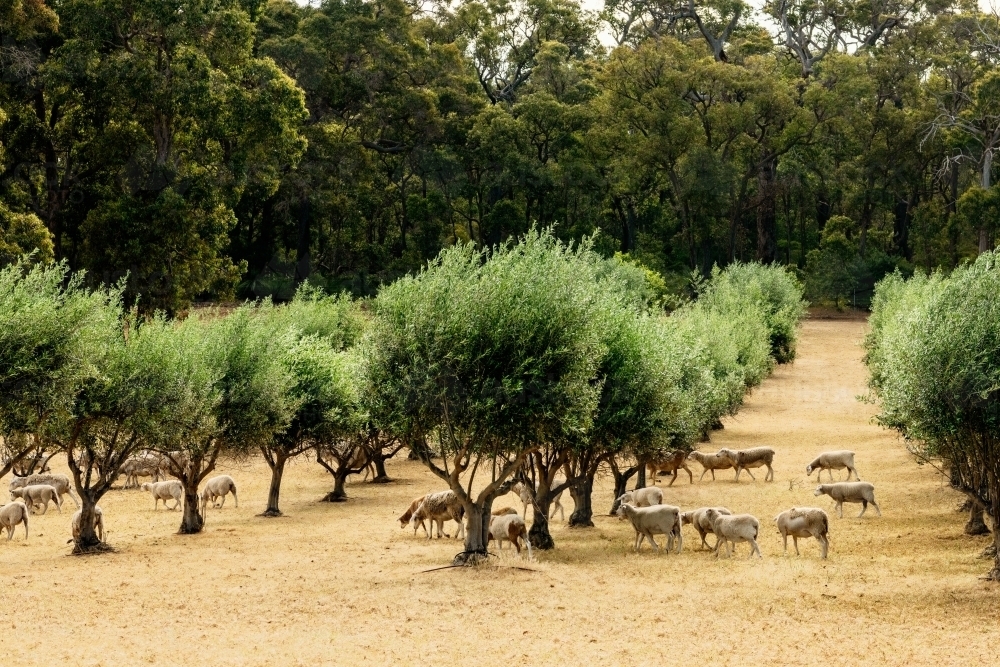 Sheep grazing in olive grove in Margaret River region - Australian Stock Image