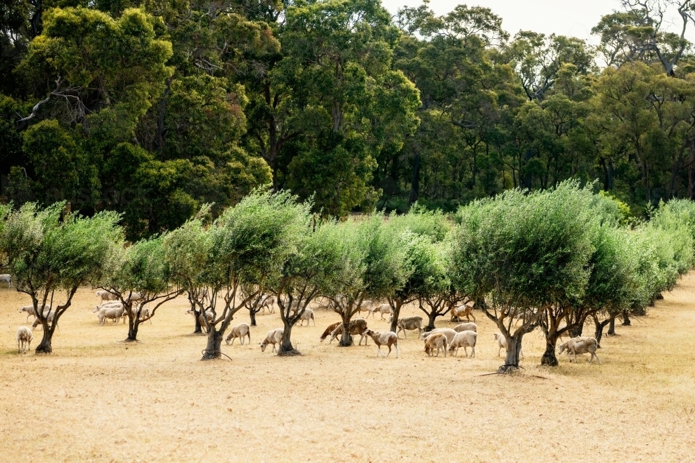 Sheep grazing in olive grove in Margaret River region - Australian Stock Image