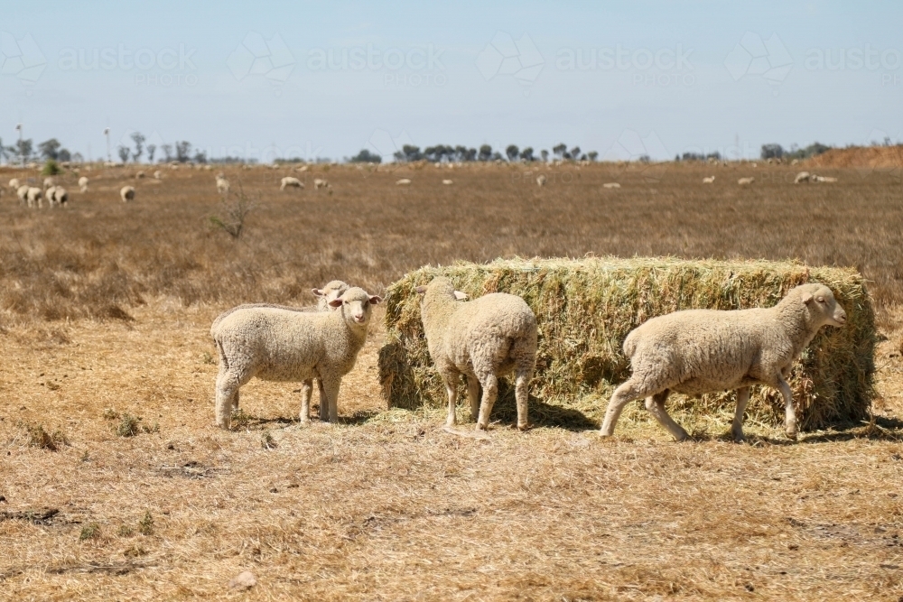 Sheep grazing in paddock. Dry summer drought conditions. - Australian Stock Image