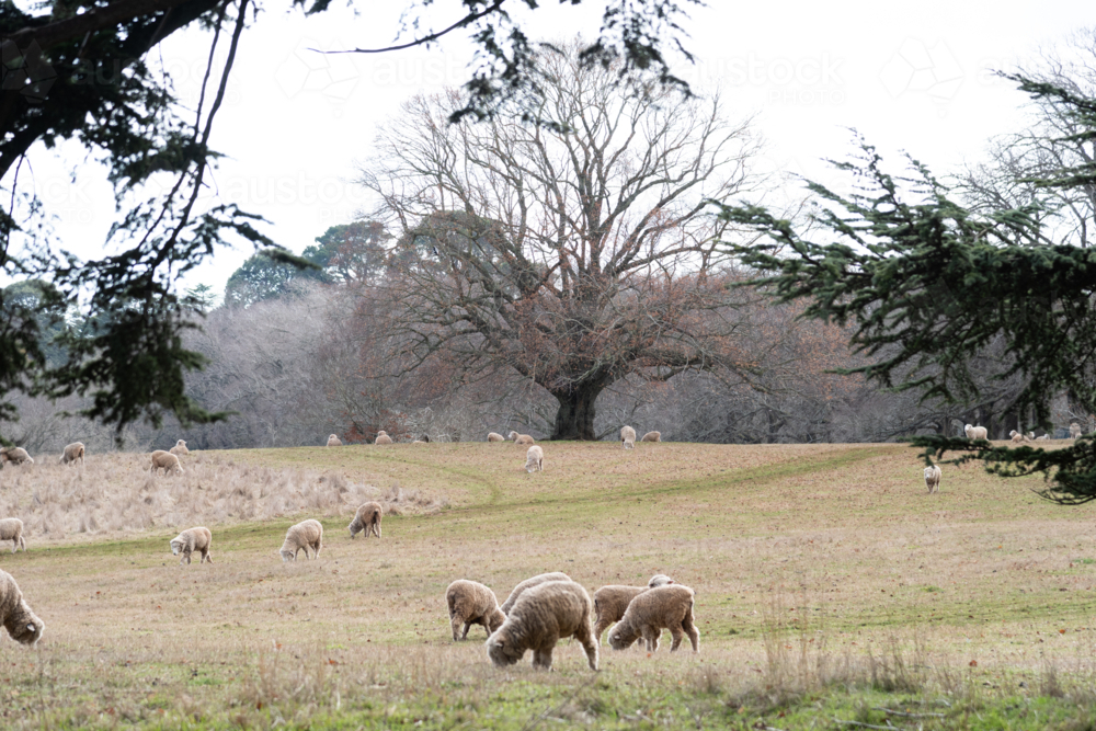 Sheep grazing in wintry farm landscape - Australian Stock Image