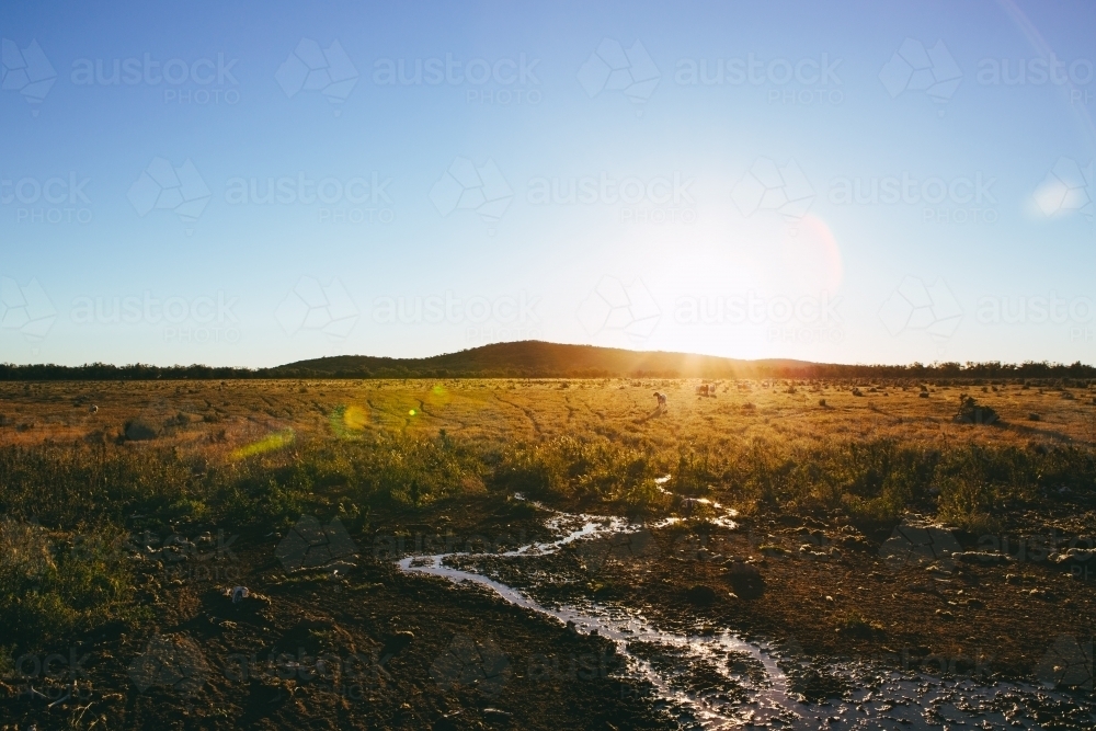 Sheep grazing with sun rising over a remote rugged landscape - Australian Stock Image