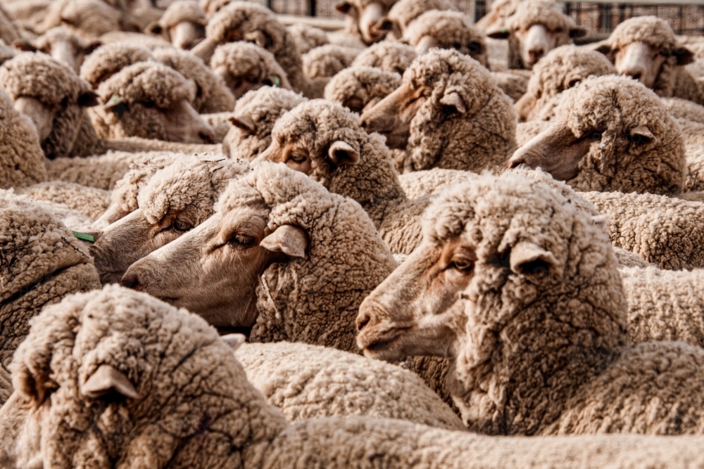 Sheep heads filling frame flock close together in yards to be shorn - Australian Stock Image