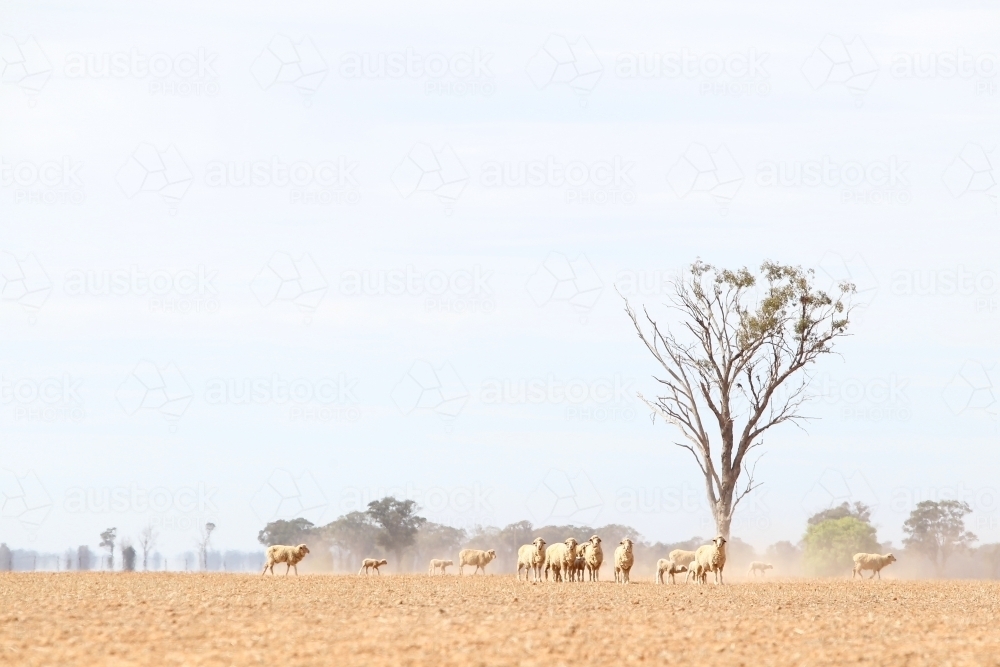 sheep in a dry paddock in summer haze - Australian Stock Image