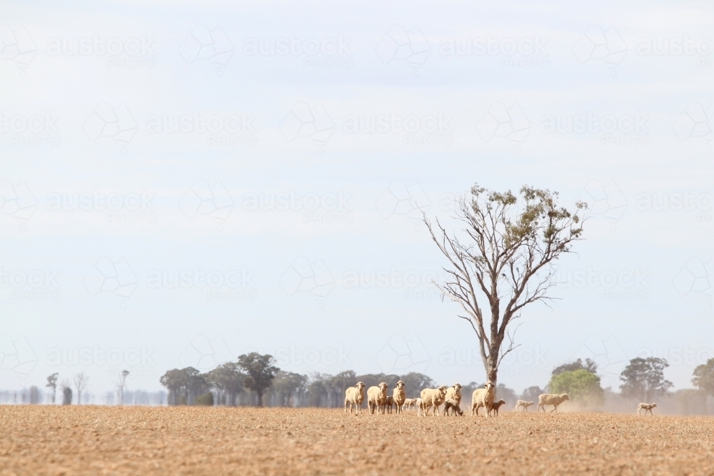 sheep in a dry paddock in summer haze - Australian Stock Image