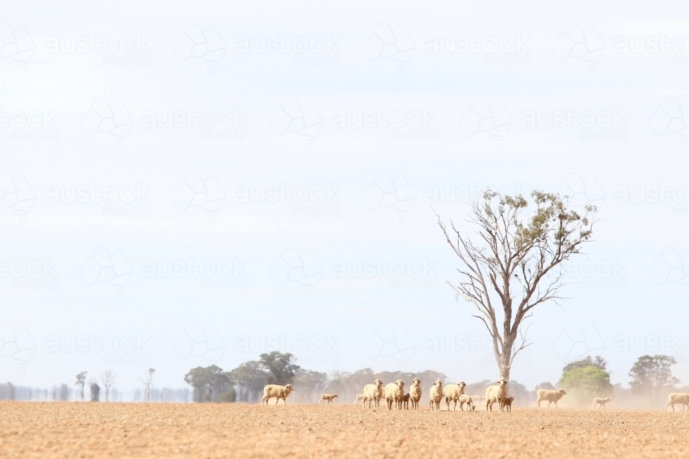 sheep in a dry paddock in summer haze - Australian Stock Image