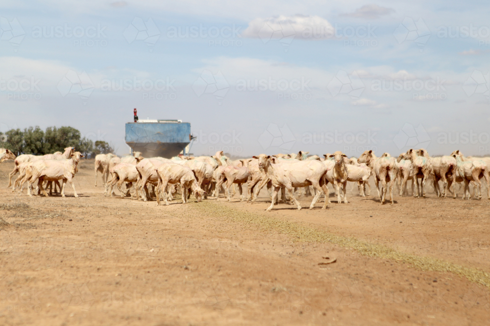 sheep in drought - Australian Stock Image