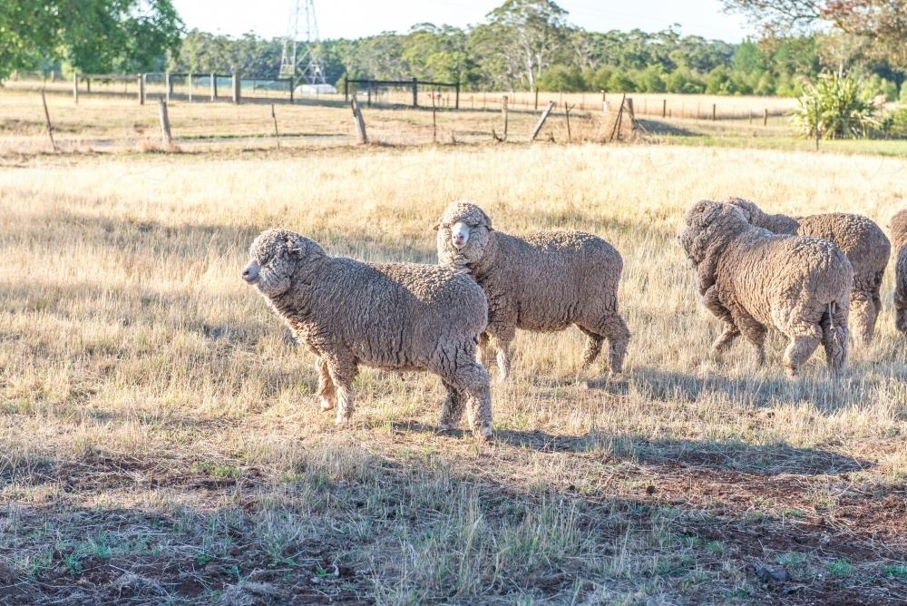 Sheep in paddock - Australian Stock Image