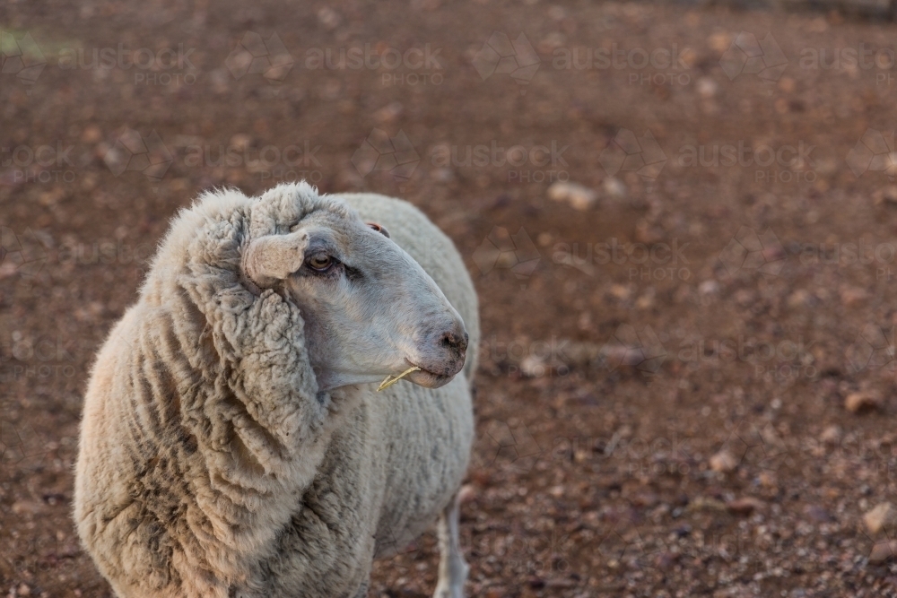 Sheep in paddock - Australian Stock Image