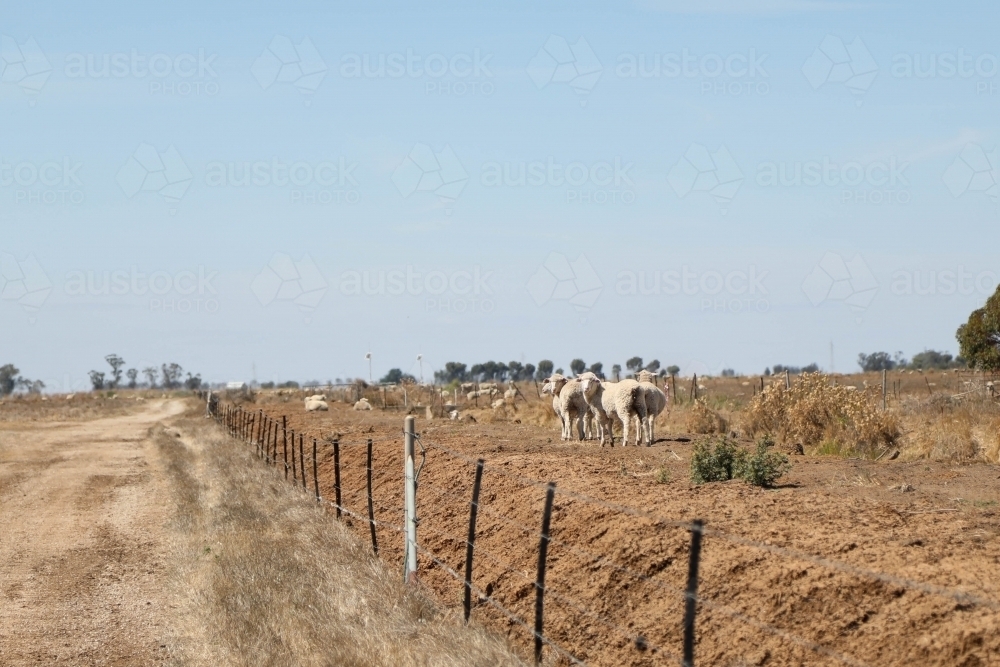 Sheep in paddock. Dry summer drought conditions. - Australian Stock Image