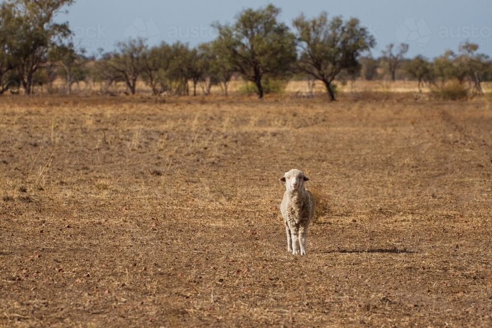 Sheep in paddock looking  straight ahead - Australian Stock Image