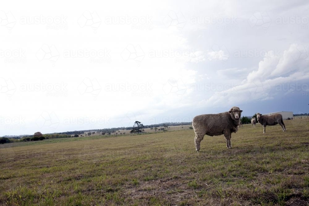 Sheep in paddock on a rural farm - Australian Stock Image