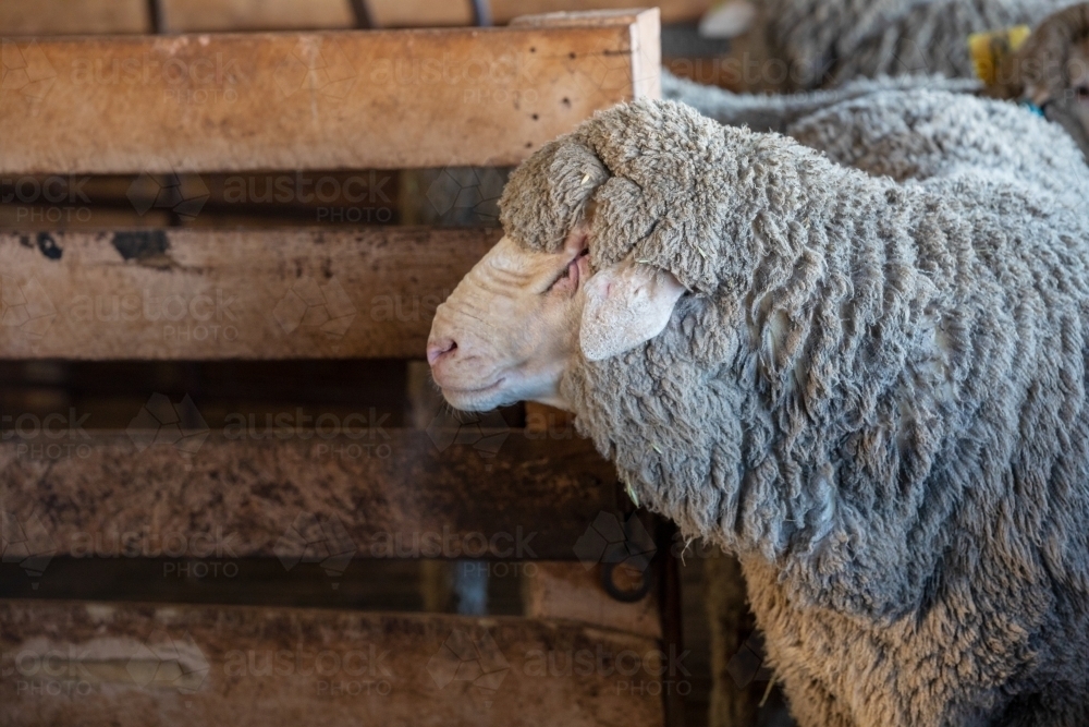 sheep in pens in shearing shed - Australian Stock Image