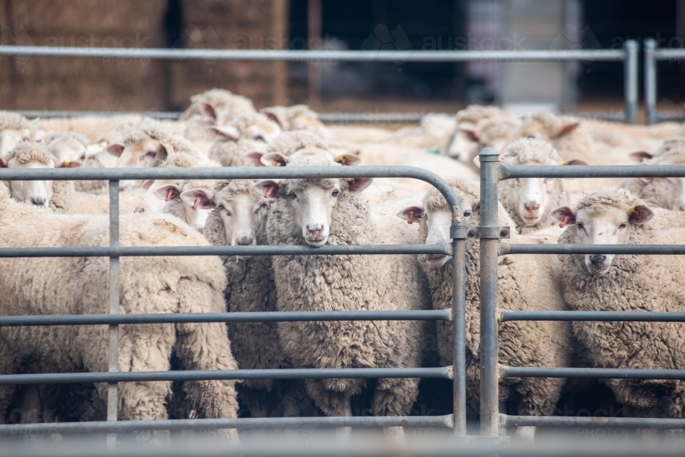 Sheep in sheep pen about to get shorn. - Australian Stock Image