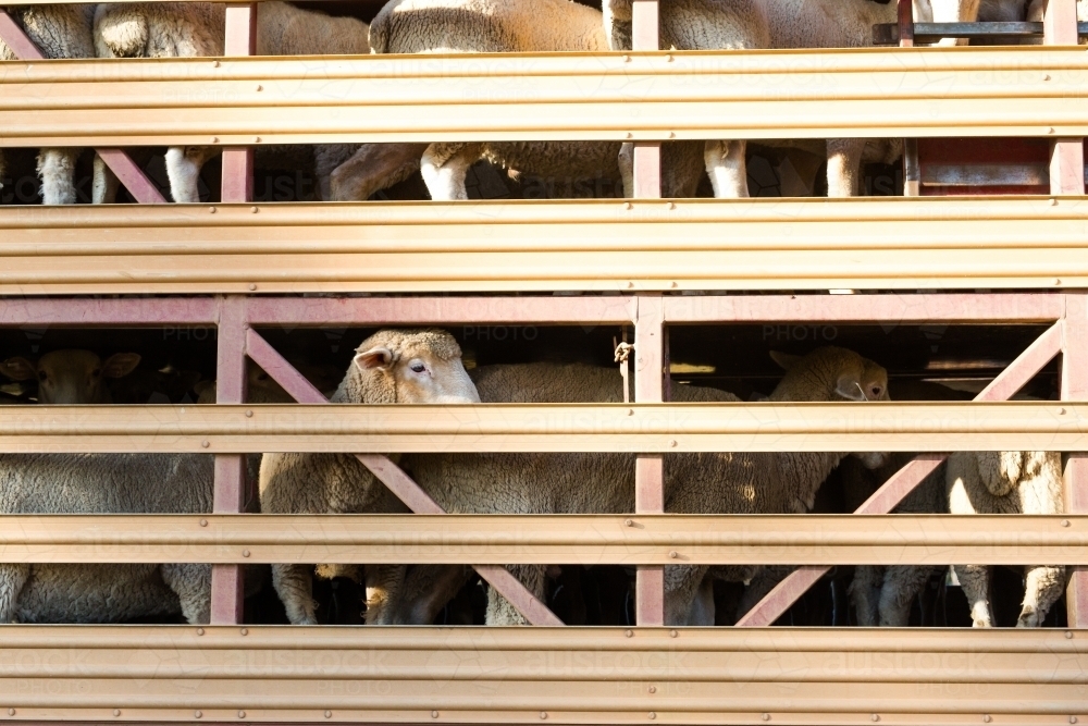 sheep loaded on a truck heading to market - Australian Stock Image