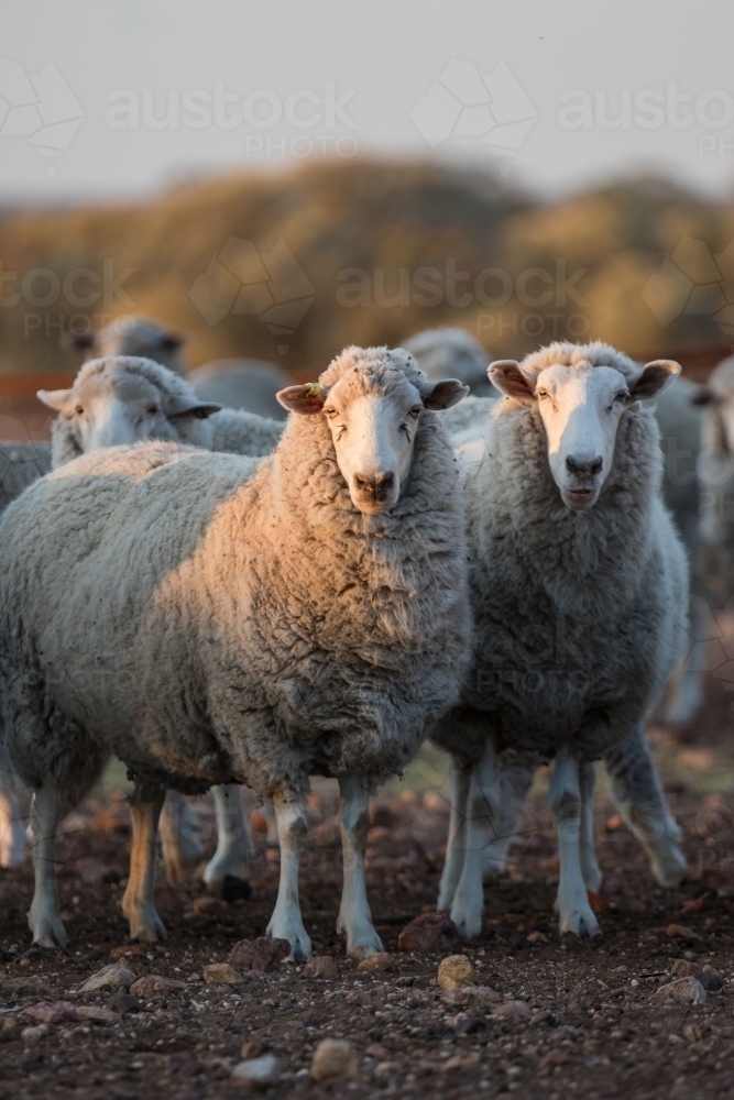 Sheep looking at the camera - Australian Stock Image