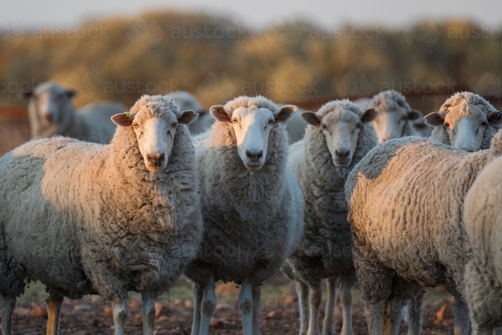 Sheep looking at the camera - Australian Stock Image