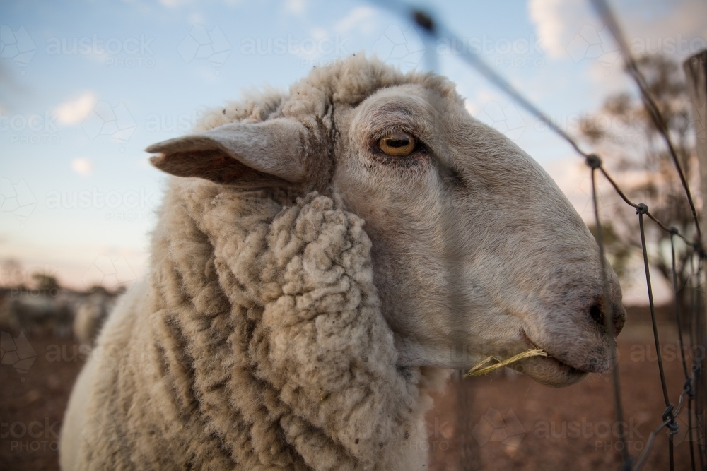 Sheep looking through fence - Australian Stock Image