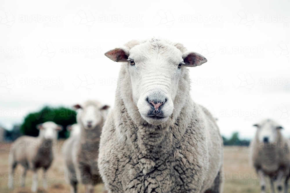 Sheep looking toward camera on a sheep farm - Australian Stock Image