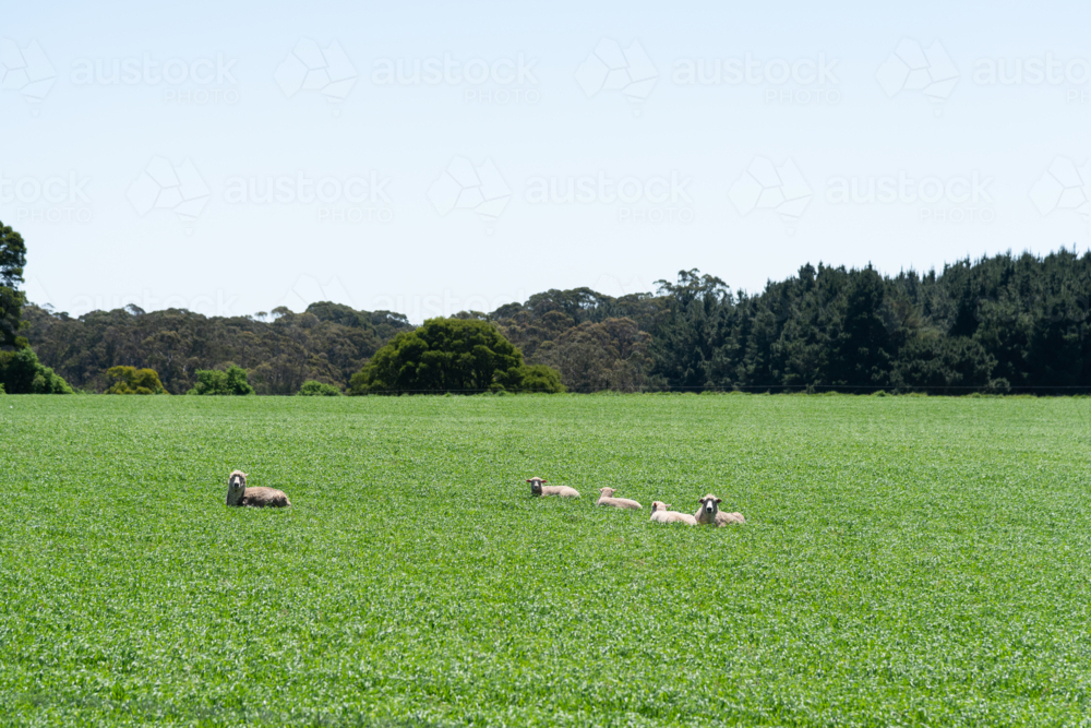 sheep lying down in a green field - Australian Stock Image